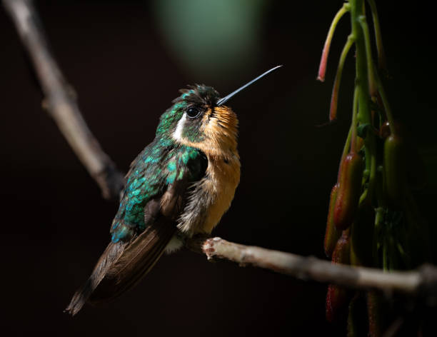 istock White-throated mountain-gem perched on a branch. 2169375739