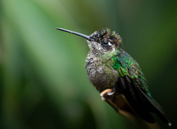 istock Talamanca Hummingbird (Eugenes spectabilis) 2169376248