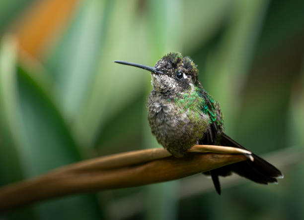 istock Talamanca Hummingbird (Eugenes spectabilis) 2169376252