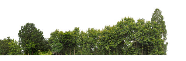 istock Forest and foliage in summer for both printing and web pages isolated on white background 2169376748