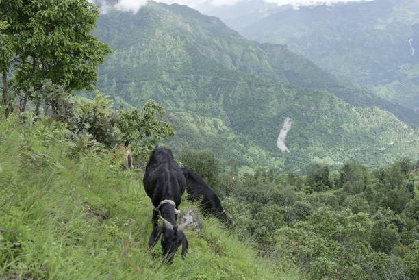 The image captures a serene moment of a black and white goat grazing on the lush green grass of a hillside. The backdrop is a breathtaking view of the rolling hills in Nepal, adorned with rich vegetation and interspersed with winding paths. The overcast sky suggests a cool climate, typical of the region’s high altitude, providing an ideal environment for both flora and fauna to thrive. This scene is interesting as it showcases the harmonious existence of wildlife within the majestic landscapes of Nepal, offering a glimpse into the country’s natural beauty and biodiversity.
