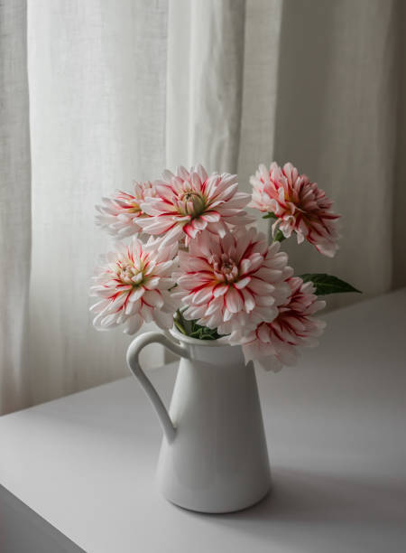 istock White dahlias in a vintage enameled jug on a white table 2169378218