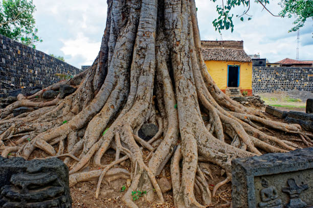 Banyan Tree trunk in compound of Kopeshwar Temple Khidrapur Kolhapur Maharashtra India
