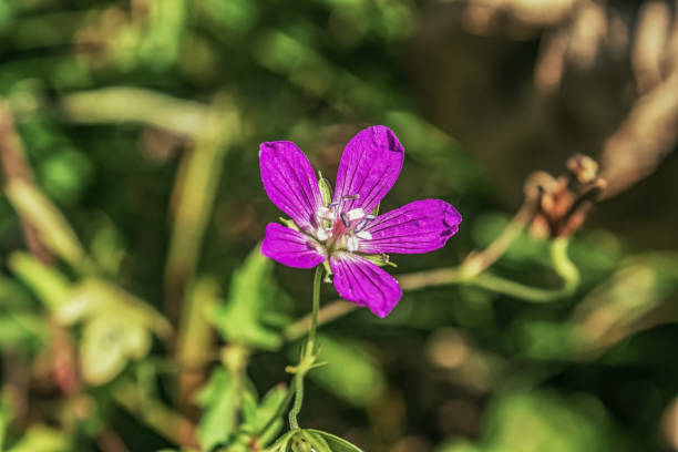 beautiful anemone flowers in the mountains in winter in Northern Cyprus 7