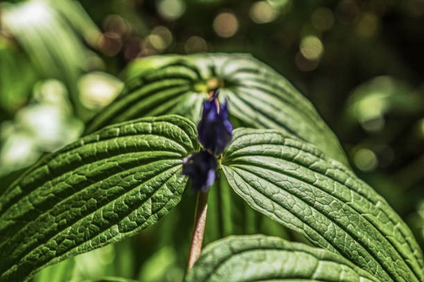 Macro  - Forest - Europe, Romania, Suceava region