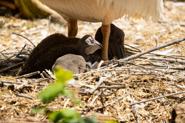 Pelican chick under its mother protection