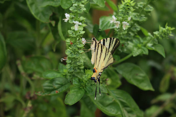 Scarce swallowtail butterfly on white Basil flowers in the vegetable garden. Iphiclides podalirius butterfly on Ocimum basilicum