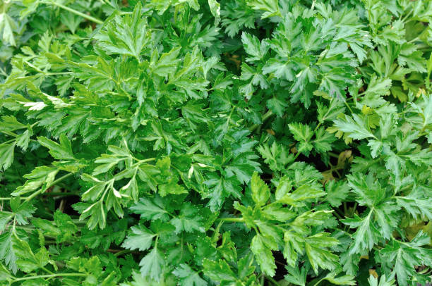istock close-up of growing celery plantation (leaf vegetables) 2169383740
