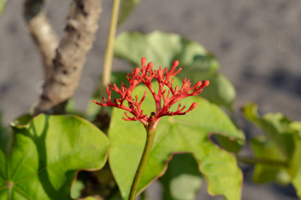 Red Jatropha multifida flower, beautiful and charming flower