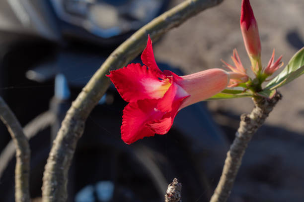Red adenium flower, a very beautiful flower
