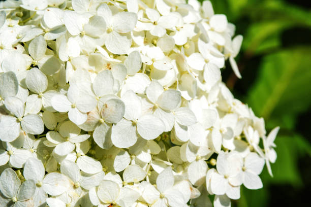 istock A close-up of a white hydrangea bloom with delicate petals 2169385319