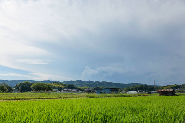 istock Agriculture green rice field under blue sky 2169391723