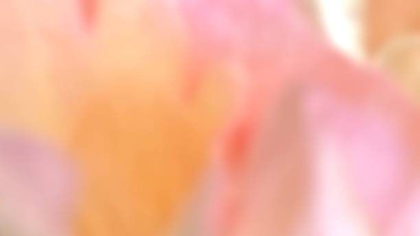 Softness of  colorful background from petal