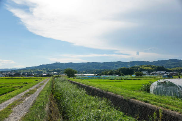 istock Agriculture green rice field under blue sky 2169392116
