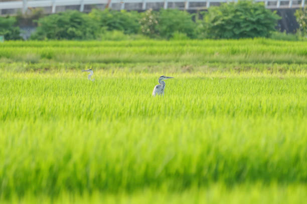 One year old swan not yet all white resting on field in Denmark - Europe