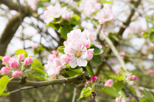 istock Apple blossom on a tree flowering in spring in a UK garden 2169395024