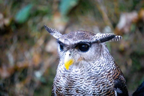Close up owl (Bubo sumantranus, beluk jampuk, hingkik) with a natural background