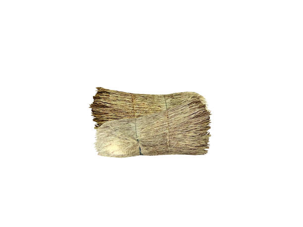 istock Desmostachya bipinnata or dried halfa grass 2169395868