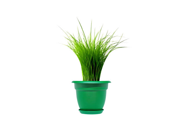 Desmostachya bipinnata or halfa grass plant on white background