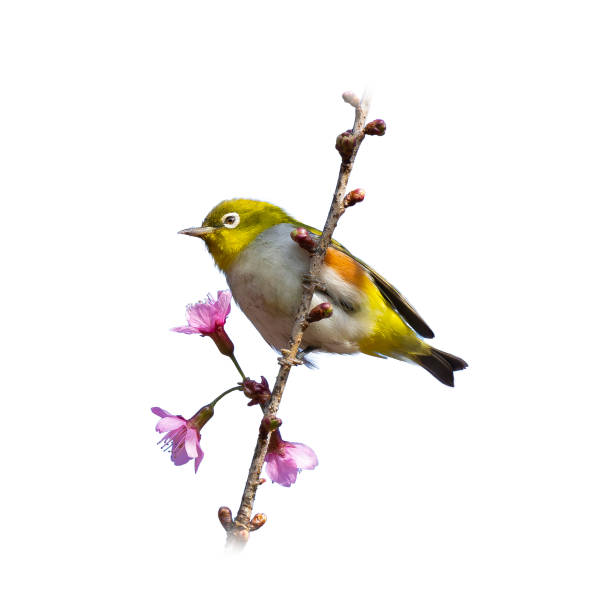istock Chestnut-flanked White-eye perching on a perch looking into a distance 2169398164