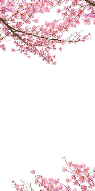 istock Pink cherry blossoms blooming in spring isolated on white background (vertical image). 2169398227