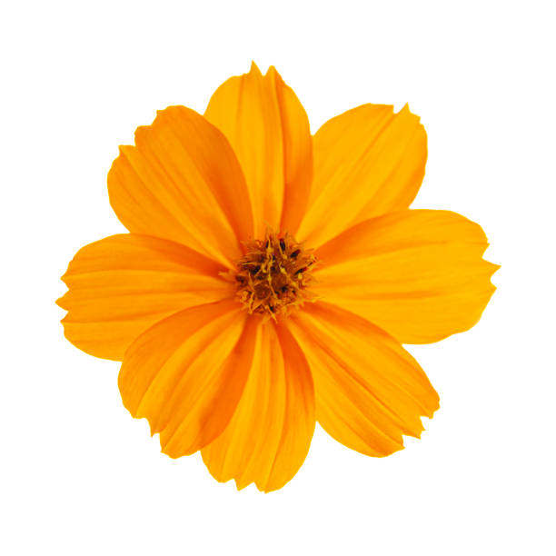 Cosmos Flower Cosmos flower isolated on white background with clipping pat. orange flowers on white stock pictures, royalty-free photos & images