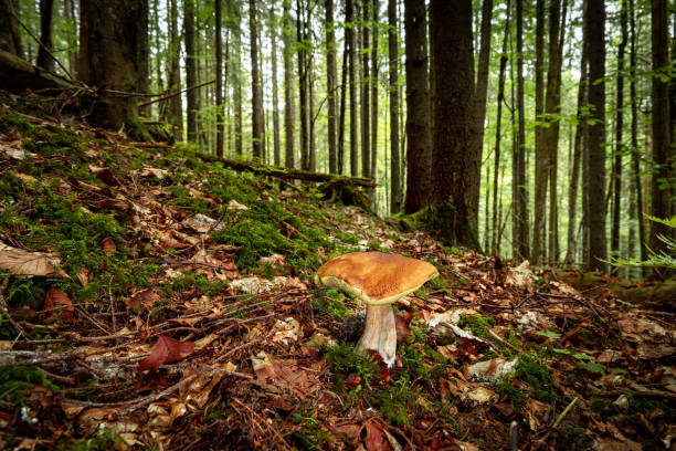 Hunting for porcini mushrooms in a coniferous forest in autumn.