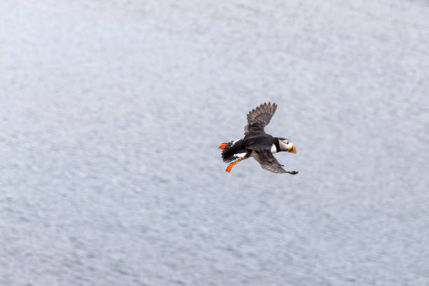 Atlantic puffin soaring through  air  ocean  backdrop. Iceland