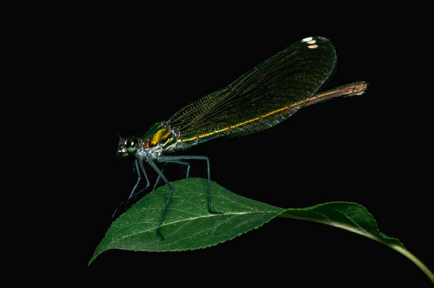 istock Banded demoiselle (Calopteryx splendens) sitting on a green leaf 2169401512