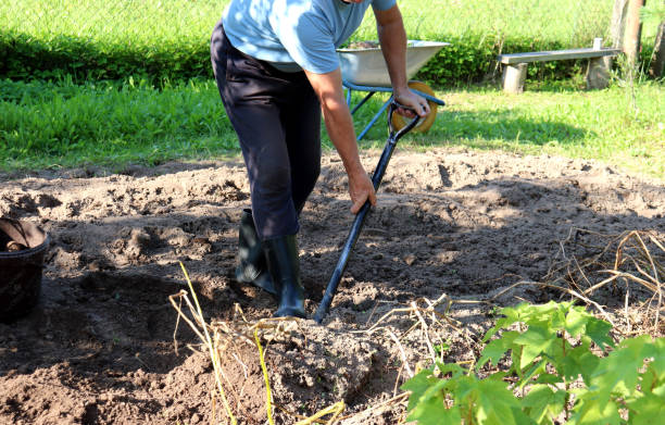Woman harvesting potatoes using the no dig gardening method, also called the Lasagna method.