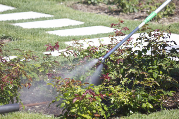istock Spraying chemicals to control pests on rose leaves 2169403658