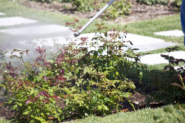 istock Spraying chemicals to control pests on rose leaves 2169403660