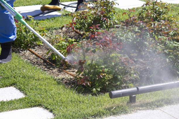istock Spraying chemicals to control pests on rose leaves 2169403795