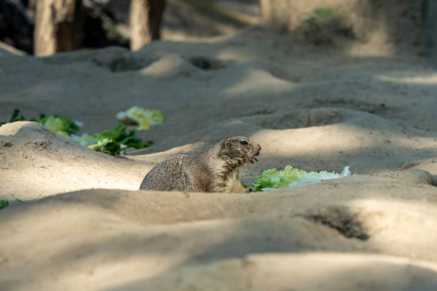 marmot at beautiful blackcomb mountains in Canada