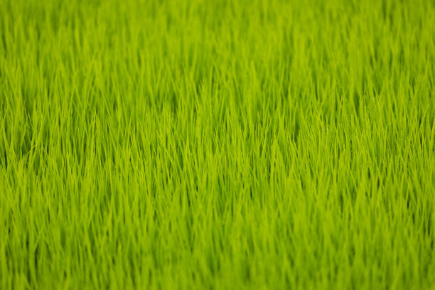 Green rice fields, still sprouts, a cereal cultivation in wet soil, East Java, Indonesia, Southeast Asia