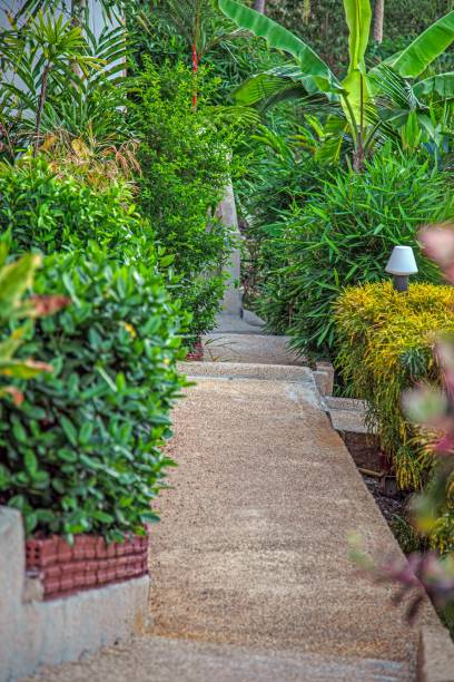 istock Picture of a walkway with steps framed by tropical vegetation 2169409165