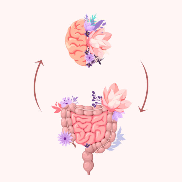 The human brain and intestines The human brain and intestines. Organs. Vector illustration. microbiome stock illustrations