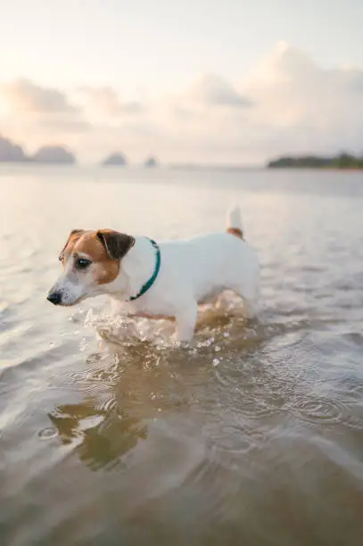 Fun dog walking at the beach enjoying adventure in summer with his owner Fun dog walking at the beach enjoying adventure in summer with his owner