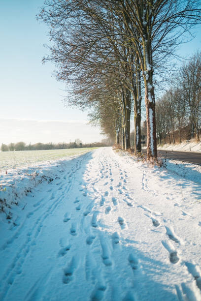 Walking Path with Footprints in the Snow Cover Outdoors Near a Field and Trees During Winter Time