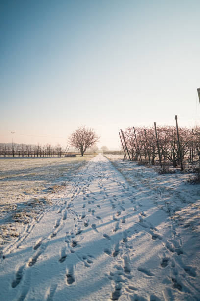 Field Path in a Snowy Countryside Environment with Footprints Along the Walking Path on a Sunny Winter Day