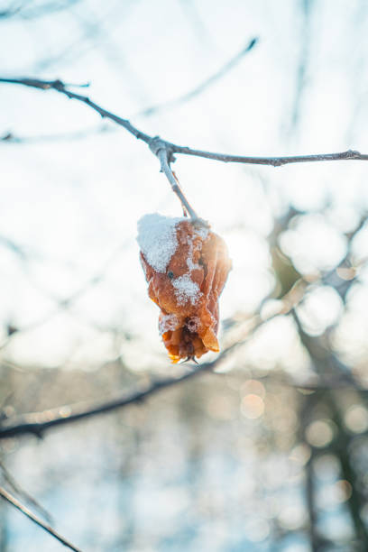 The last dried leaf hangs on a branch in snow against the white sky, an abstract image of lonesome existence with open copy space.