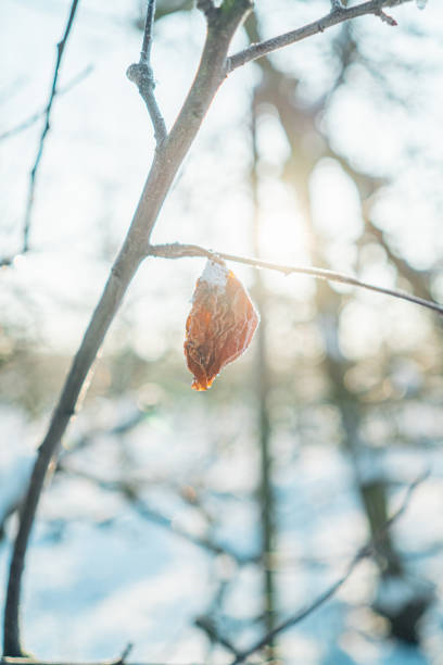 Close-up of twigs with withered leaves of a beech tree lying in the snow