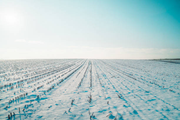 Snow Covered Agricultural Crop Farm Field on a Sunny Winter Day