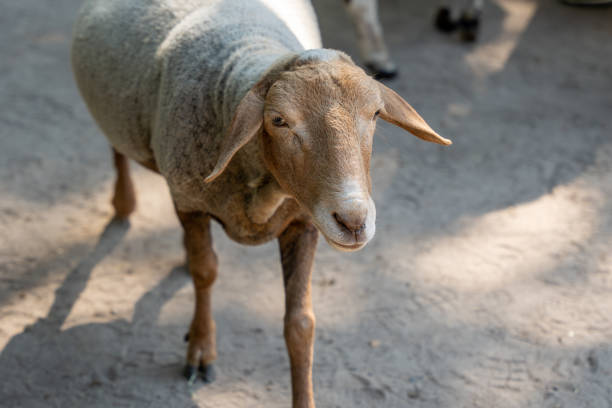 istock A sheep is standing on a dirt road 2169410203
