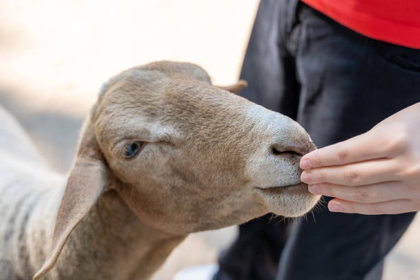 istock A person is feeding a sheep 2169411011