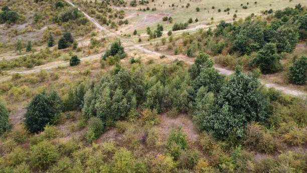 istock Trees on field with dirt tracks in the background 2169412060