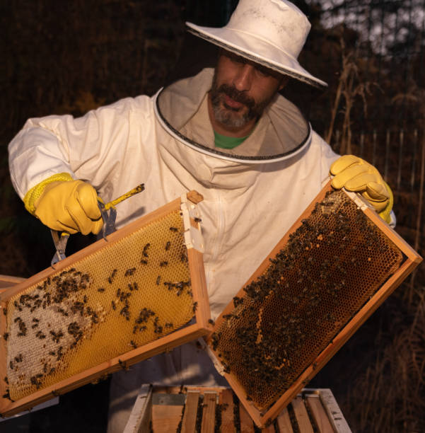 istock Beekeeper opening a hive frame on a bee farm 2169413007