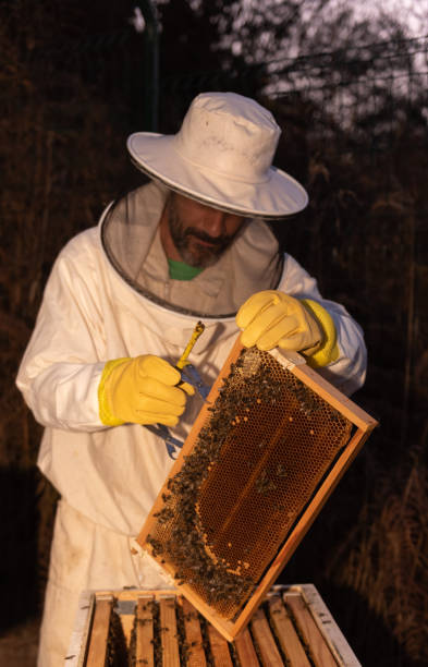 istock Beekeeper opening a hive frame on a bee farm 2169413060