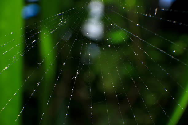 spider web with water drops in the morning dew. macro