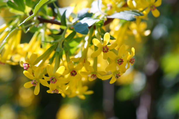 istock A flowering branch of currant.  It's springtime. Blossom. 2169414213
